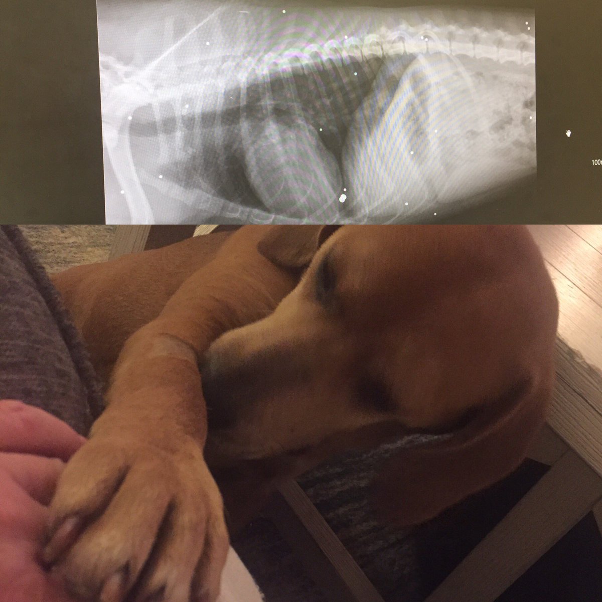 GCSPCA's tweet image. We knew Rafeal didn’t have a good start, but we had no idea he was hiding such a secret. And this isn’t a secret to be kept. Hurt people hurt, indiscriminately. Look around and don’t be silent. 

Donate if you can, share if you can’t. 
petfinder.com/dog/rafeal-474…