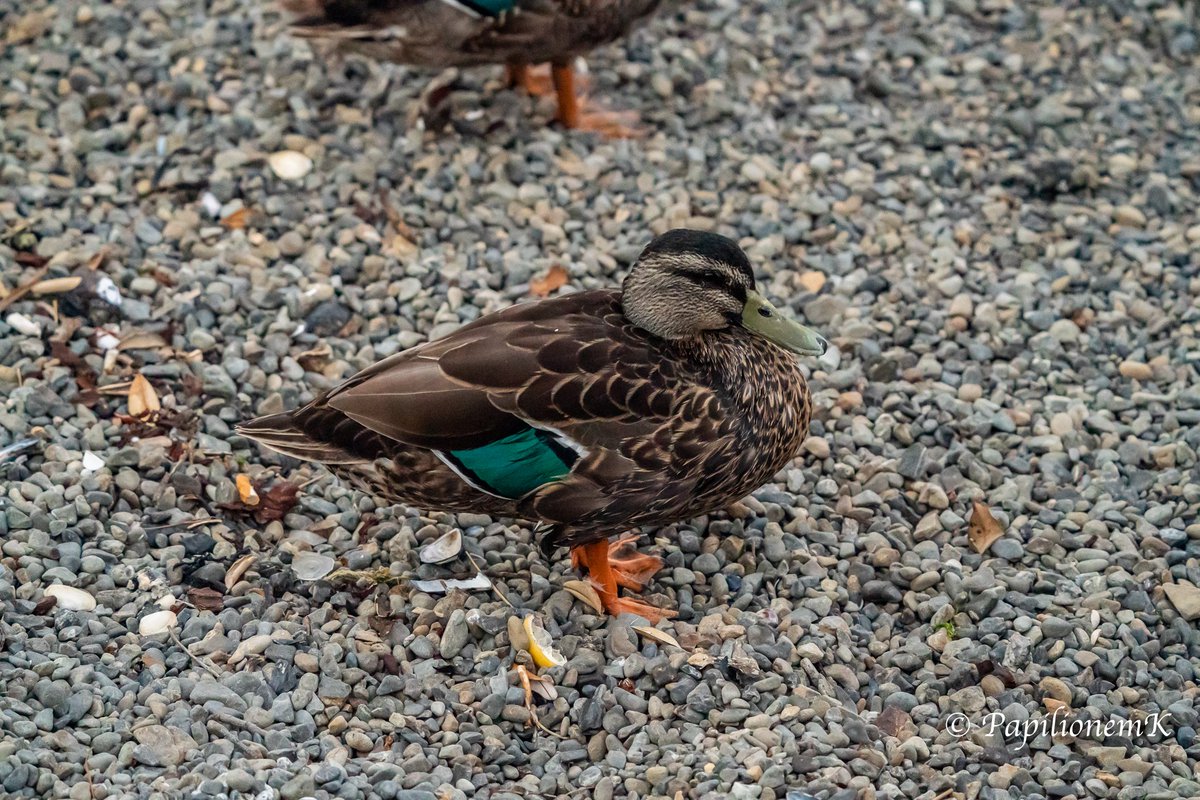 MarekPrice's tweet photo. Hybridization btn Mallard [Anas platyrhynchos] and Pacific Black Duck or Gray Duck [A. superciliosa]
Features of A. superciliosa: relatively clear face stripes, green speculum, narrow speculum borders
Features of A. platyrhynchos: grayish-yellow beak, orange legs, dark brown face https://t.co/0efHY2sPok