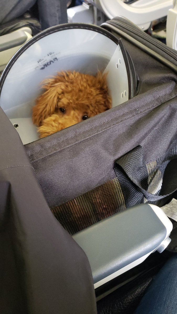 TeacherGallant's tweet photo. I totally understand why WJ wins Best customer service. Approved in under 12hrs #WestJet #CustomerService https://t.co/kG0jvAgsGf