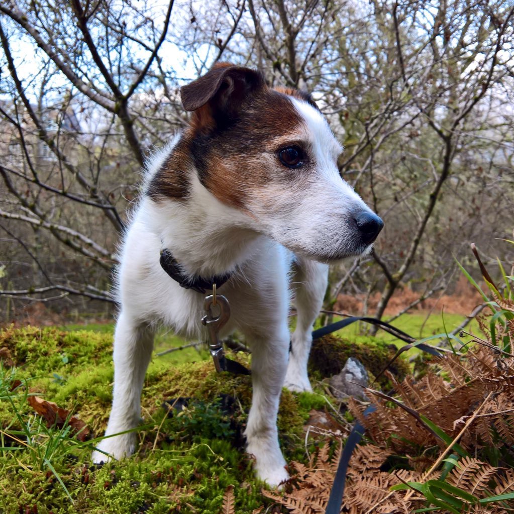 Berwickshire1st's tweet photo. @helbelcampbel @TheDickVet @TheDickVet are inspiring Partnering with fab local vet (thanks Ali #galedin) rescued Brodie from critical pneumonia & mythasenia gratis After months of care, feeding tubes & oxygen kennels we got him back. Years of joy with tricky patches, but he repays every £ spent #behopefull https://t.co/VPpkWltPZB