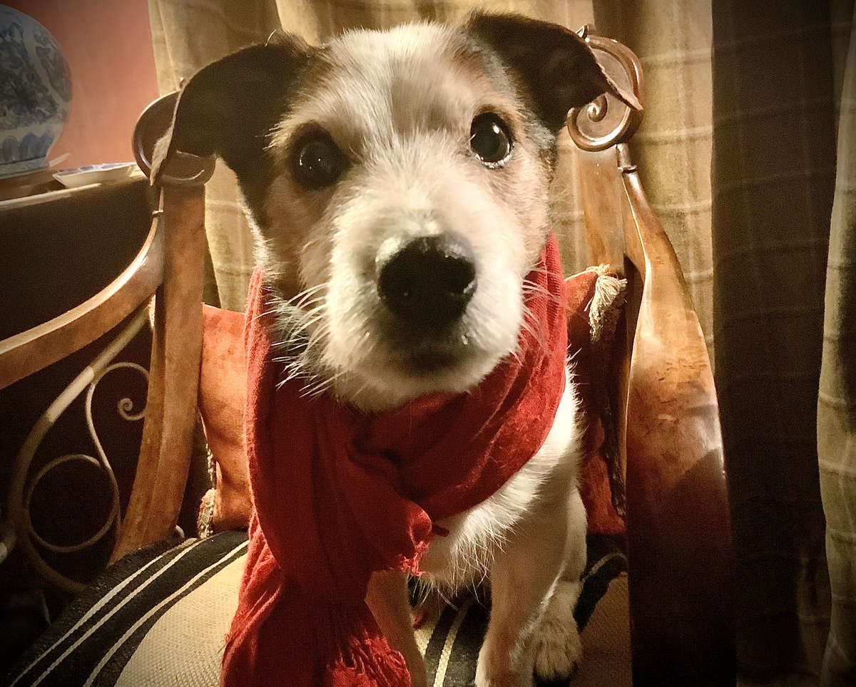 Berwickshire1st's tweet photo. @helbelcampbel @TheDickVet @TheDickVet are inspiring Partnering with fab local vet (thanks Ali #galedin) rescued Brodie from critical pneumonia & mythasenia gratis After months of care, feeding tubes & oxygen kennels we got him back. Years of joy with tricky patches, but he repays every £ spent #behopefull https://t.co/VPpkWltPZB