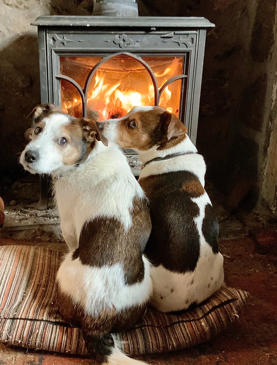 Berwickshire1st's tweet photo. @helbelcampbel @TheDickVet @TheDickVet are inspiring Partnering with fab local vet (thanks Ali #galedin) rescued Brodie from critical pneumonia & mythasenia gratis After months of care, feeding tubes & oxygen kennels we got him back. Years of joy with tricky patches, but he repays every £ spent #behopefull https://t.co/VPpkWltPZB