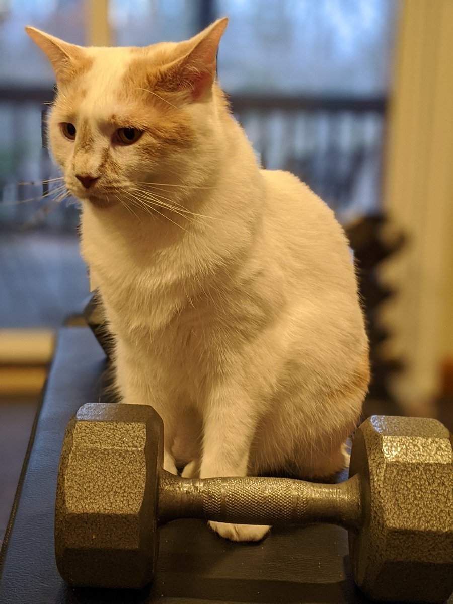AlfaAndRomeo's tweet photo. #Romeo is hoping one of us will spot for him. #StrongKitty https://t.co/VnSHLHTRFs