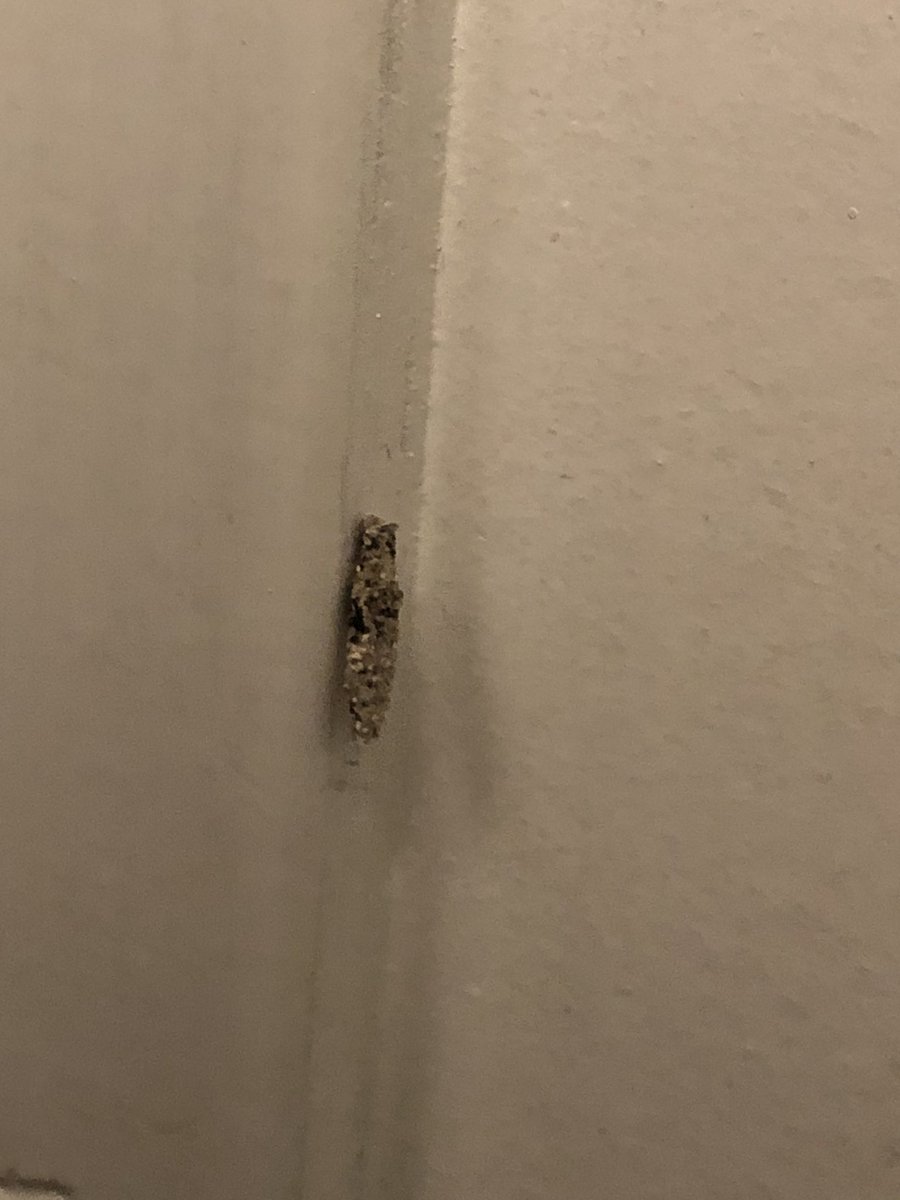 NickisPstar's tweet photo. Anybody know what kind of bug this is?  It barely moves, is pretty flat, hard exterior, and is just weird. #bugquestion #bugs #californiabugs https://t.co/5c62XohHLc