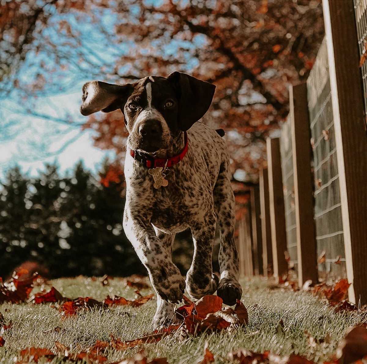 SoFriCo's tweet photo. DOG PHOTO CONTEST: Submissions are open through Wednesday, March 11th! Be sure to enter through the link in our bio! Tag someone who needs to enter⬇️⬇️⬇️#sofrico #dogphotocontest⁠ https://t.co/PPedXWEtyo