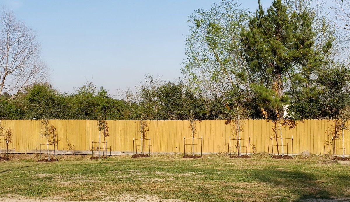 AllisonMcBryde's tweet image. Planting roots of resilience today! We are grateful for the labor of love we received from Ascend Performance Materials and Trees for Houston volunteers this afternoon. Thank you for your hard work and continued support! #AscendCares #WeCare #treesforhouston #ptsdusa  #thankyou