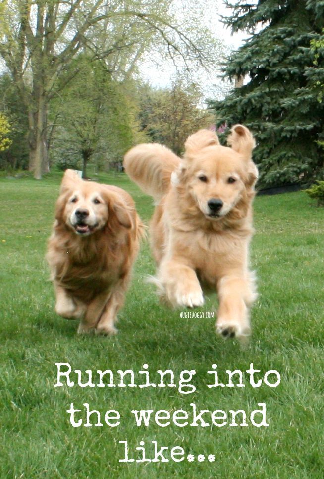 RunRichmondBC's tweet photo. And just like that.... It's FRIYAY again! Here's hoping all our #runbuds get a chance to lace 'em up and get out there for a #run at some point this weekend! Have a great one from the #RunRichmondBC crew! #runners #fit #fitness #training #friyay https://t.co/Jxxep5uRTP