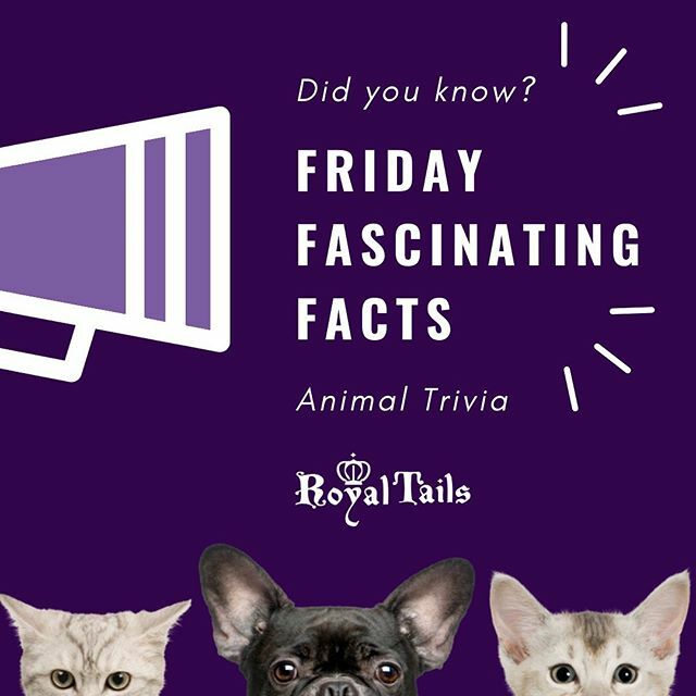 What bird has the biggest brain relative to its body size? The Hummingbird – over 4% of its body weight. 
#animaltrivia #funfacts #fridays #fridayfun #didyouknow #birds #hummingbirds #brainsize ift.tt/3axkx7M