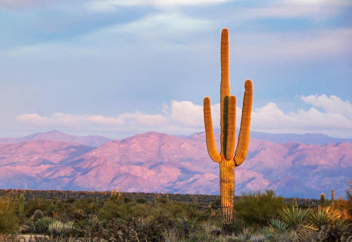 CopperWynd's tweet photo. Every Saturday, we lead guided hikes with local experts around the stunning Sonoran Desert. This week, we’ll hike the North Trail, an easy 2.9-mile flat hike.

Club members and guests can sign up at the fitness desk. https://t.co/hTmTbYwNEv