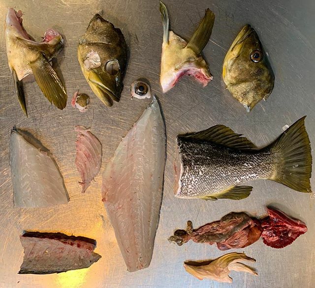 Corazondtierra's tweet photo. Respetar el producto es cero mermas 
#foodporn #food #instafood #fish #catchoftheday #pescado #pescadeldia #localfish #angler #breakdown  #mexico🇲🇽 #bajacalifornia #baja #ensenada #valledeguadalupe🍷 #rutadelvino  #cocinalocal #cocinadelabaja #cocinam… https://t.co/taLDyvW6Yw https://t.co/CYzMnV3tFl