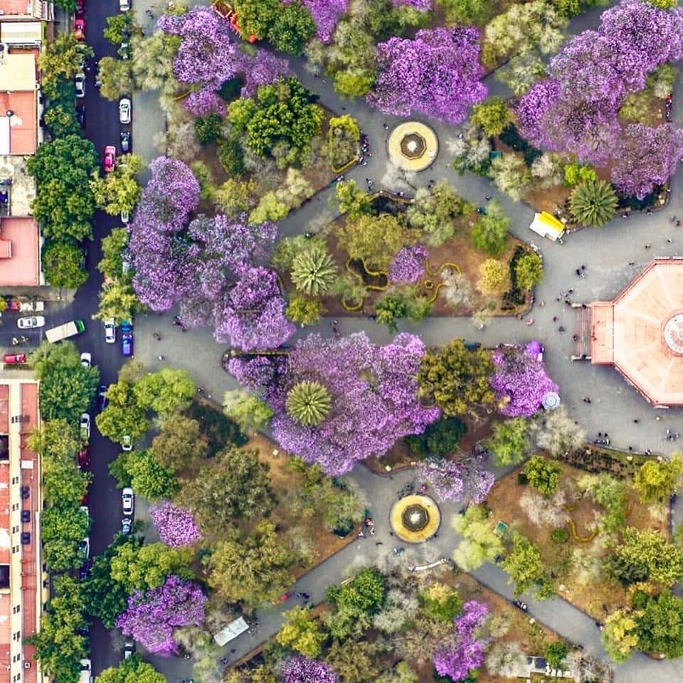 DescansenPez's tweet photo. Marzo, México, Morado, Morras. https://t.co/eumnyPHdha