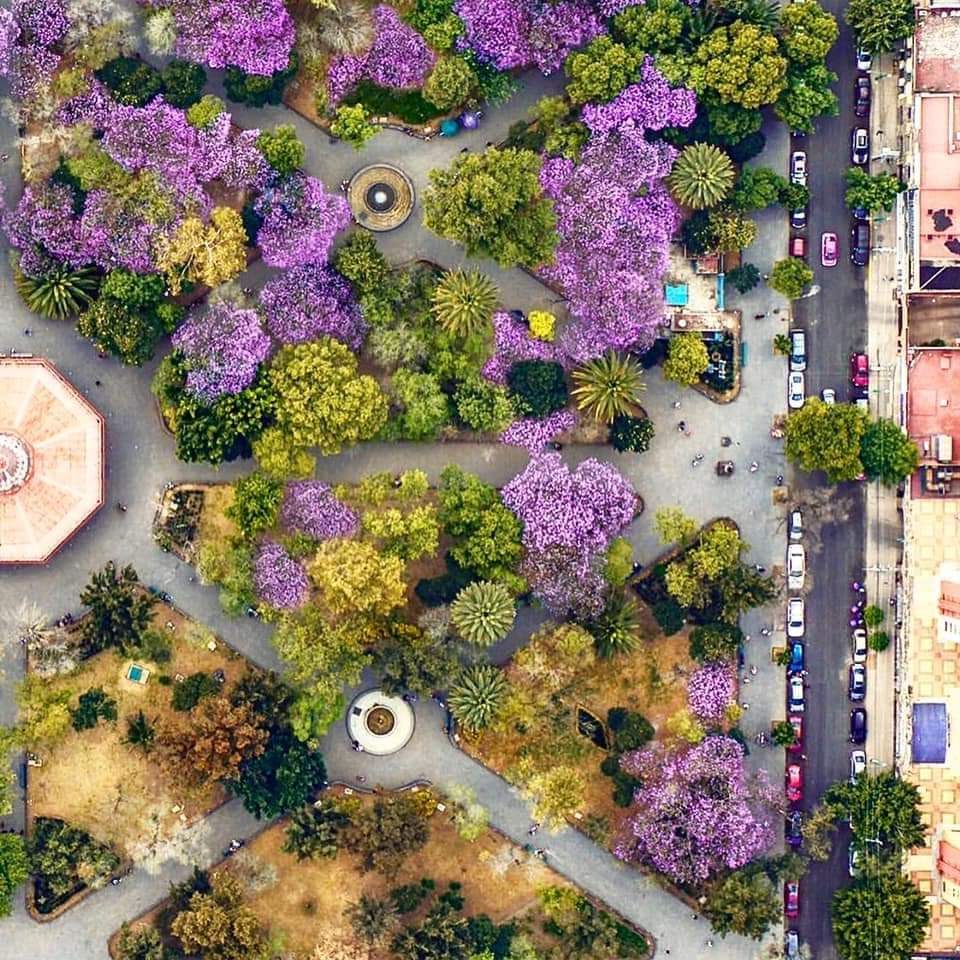 DescansenPez's tweet photo. Marzo, México, Morado, Morras. https://t.co/eumnyPHdha