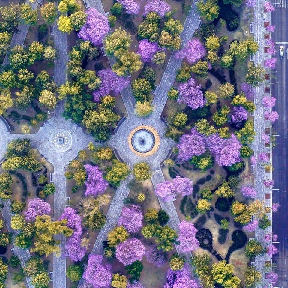DescansenPez's tweet photo. Marzo, México, Morado, Morras. https://t.co/eumnyPHdha