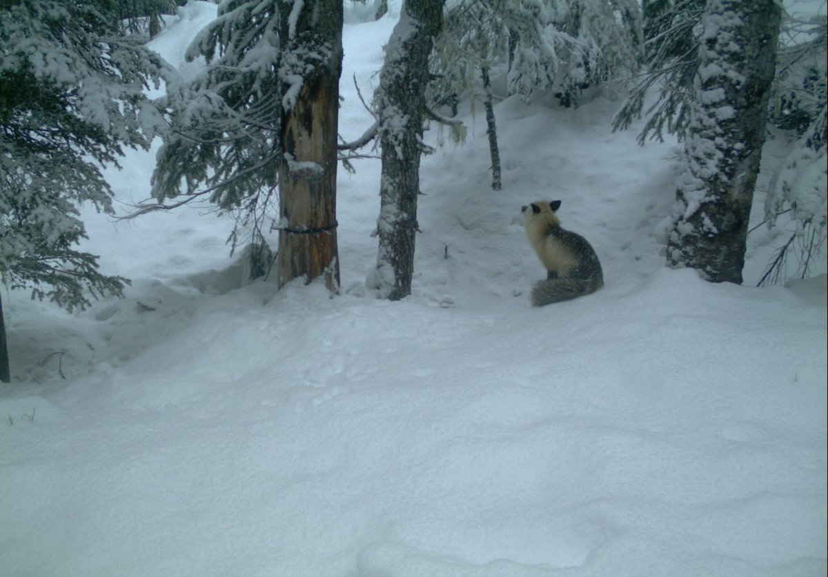 Cascadia_Wild's tweet photo. Happy Fox Friday! 🦊 Our trail cams picked up a couple visits from this remarkable #sierranevadaredfox! Read more about this elusive subspecies and see February's best #trailcam and #wildlifetracking photos on our recent blog:
https://t.co/BKyzyhxdVq
#wolverinetrackingproject https://t.co/GQ21g1kKoH