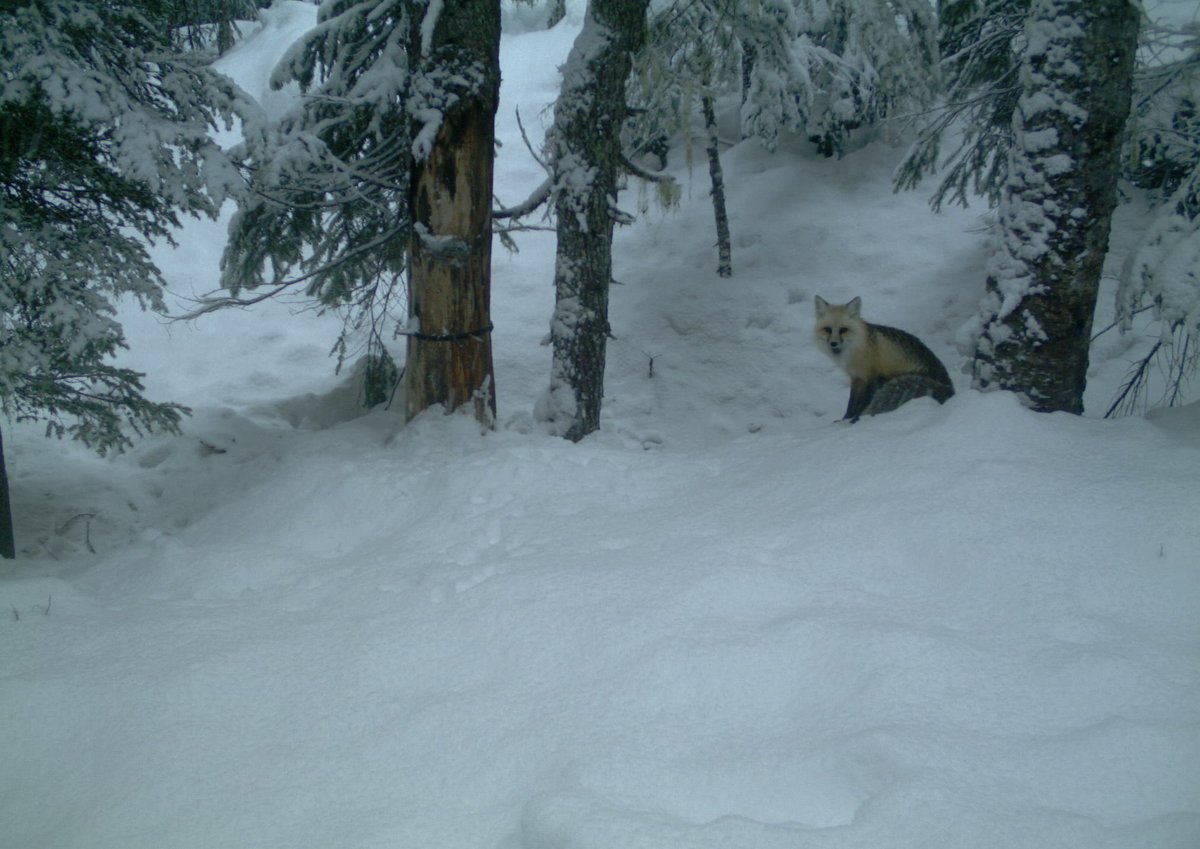 Cascadia_Wild's tweet photo. Happy Fox Friday! 🦊 Our trail cams picked up a couple visits from this remarkable #sierranevadaredfox! Read more about this elusive subspecies and see February's best #trailcam and #wildlifetracking photos on our recent blog:
https://t.co/BKyzyhxdVq
#wolverinetrackingproject https://t.co/GQ21g1kKoH