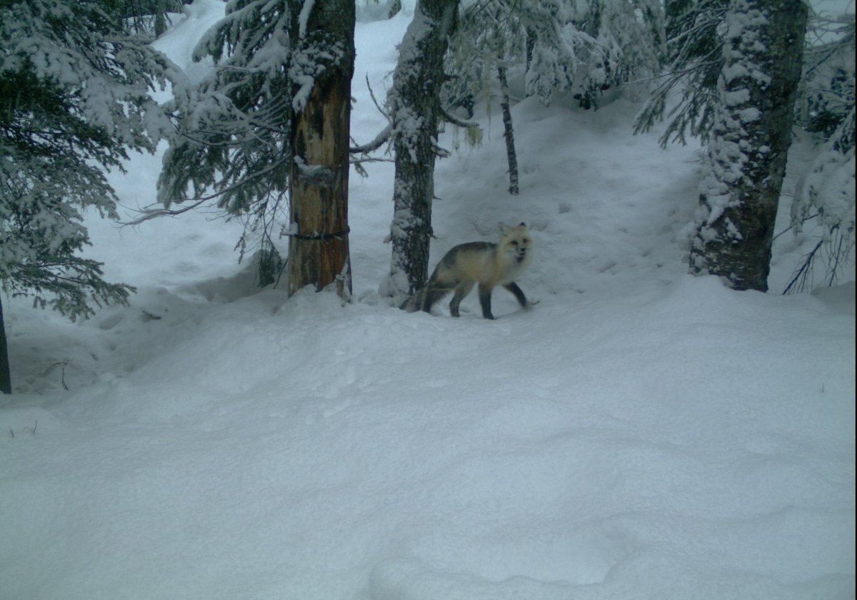 Cascadia_Wild's tweet photo. Happy Fox Friday! 🦊 Our trail cams picked up a couple visits from this remarkable #sierranevadaredfox! Read more about this elusive subspecies and see February's best #trailcam and #wildlifetracking photos on our recent blog:
https://t.co/BKyzyhxdVq
#wolverinetrackingproject https://t.co/GQ21g1kKoH