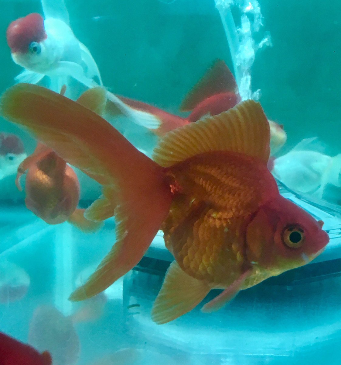 小さな熱帯魚の店 レインボー 小虹 の人たち على تويتر 飯田琉金 飯田更紗琉金 飯田高頭丹頂 他に深見蘭鋳とかも来てます 金魚 飯田琉金 更紗琉金 琉金 丹頂 高頭丹頂 可愛い 癒し 小さな熱帯魚の店 レインボー 小虹 の人たち على تويتر 飯田琉金 飯田更紗琉金 飯田高頭丹頂 他に深見蘭鋳とかも来てます 金魚 飯田琉金 更紗琉金 琉金 丹頂 高頭丹頂 可愛い 癒し