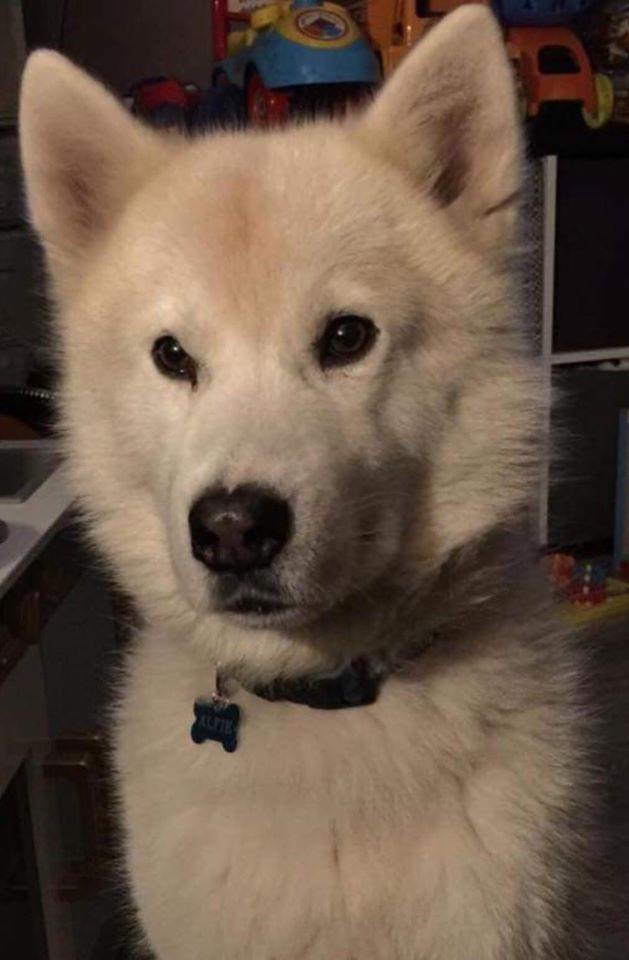 Our Newbie Alfie is seeking long term foster BREED Experience home only. He is a mix of Husky x Malamute x Samoyed. facebook.com/Recycled-Love-… @HereBeHuskies @AssistanceZiggy @TMalamutes @DogsBlog @adogsliferescue @PlayAdoptMe @bobbin239 @SiberianHusky4U @Lucy12dog @AnimalSearchUK
