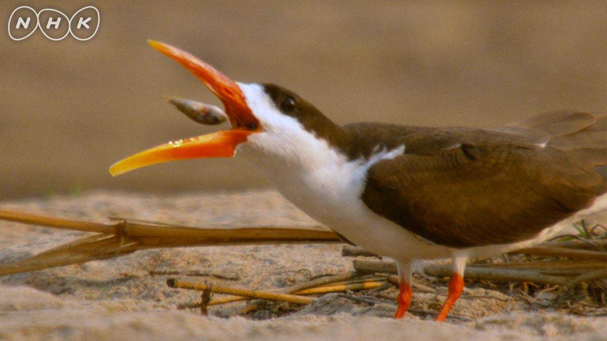 ダーウィンが来た 8日夜7時30分 ハサミアジサシ 超高感度カメラでアフリカハサミアジサシの狩りを初撮影 ヘンテコなクチバシを見事に使って獲物をキャッチ 予告 T Co D3drnwt8yw ダーウィンが来た 野鳥写真 野鳥撮影 野鳥