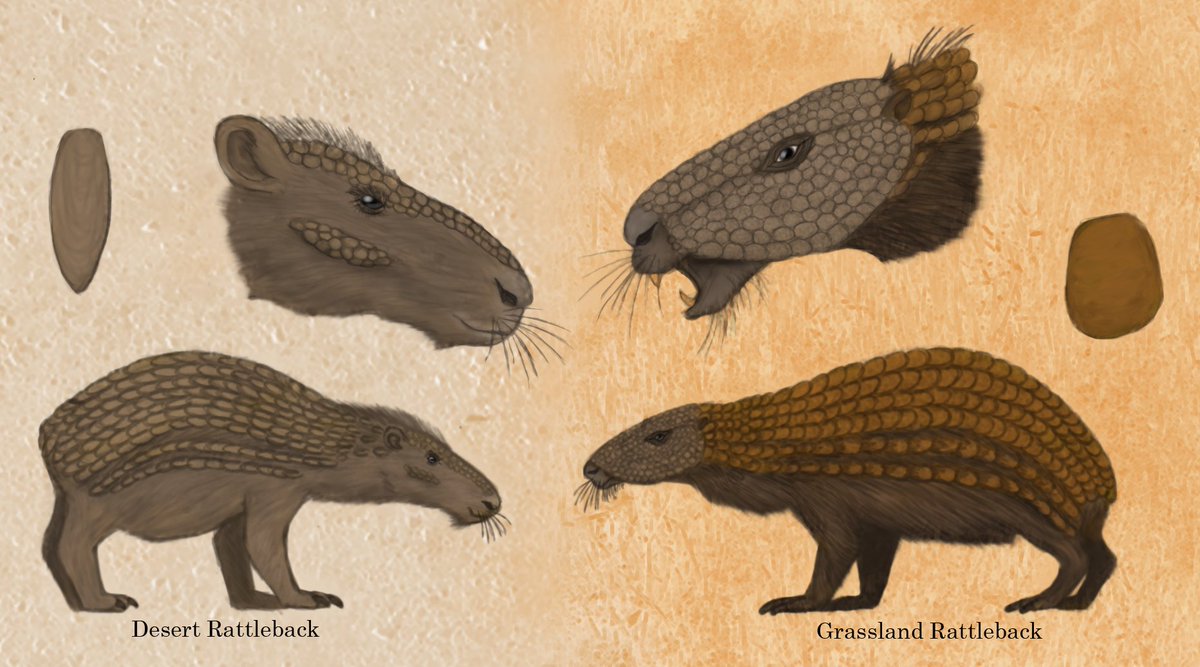 FabioAleRomero's tweet photo. Have finished a redesign piece of the rodents known as rattlebacks from The Future Is Wild, they were presented as descendant of pacas but with very extreme anatomical changes for a rodent, I tried to balance the derivation for these based on the time frame.
#specevo
#TFIW https://t.co/4YQD0o5ihy