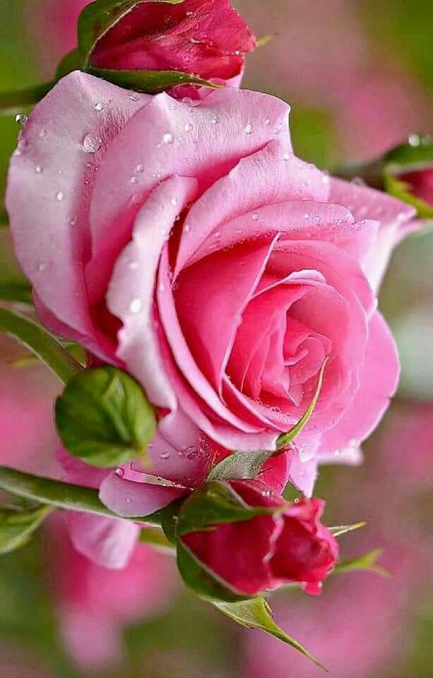YunetGutierrez's tweet photo. @DeZurdaTeam @DiazCanelB @SecUJCuba @marti160patria @Frank201919 @JuanFLopez61 @gutierrez_onel @neljulger @FloryCantoX @MaestraTuitera @hekglez #XTuAlmaDeMujer estás hecha de aromas y ternura de tierra firme generosa y fecunda, eres aire puro, agua limpia y pura la que crea tu esencia, tu destino, Mujer eres Nuestra Gloria en #Cuba y el Mundo
@DeZurdaTeam https://t.co/4A9Om69U04
