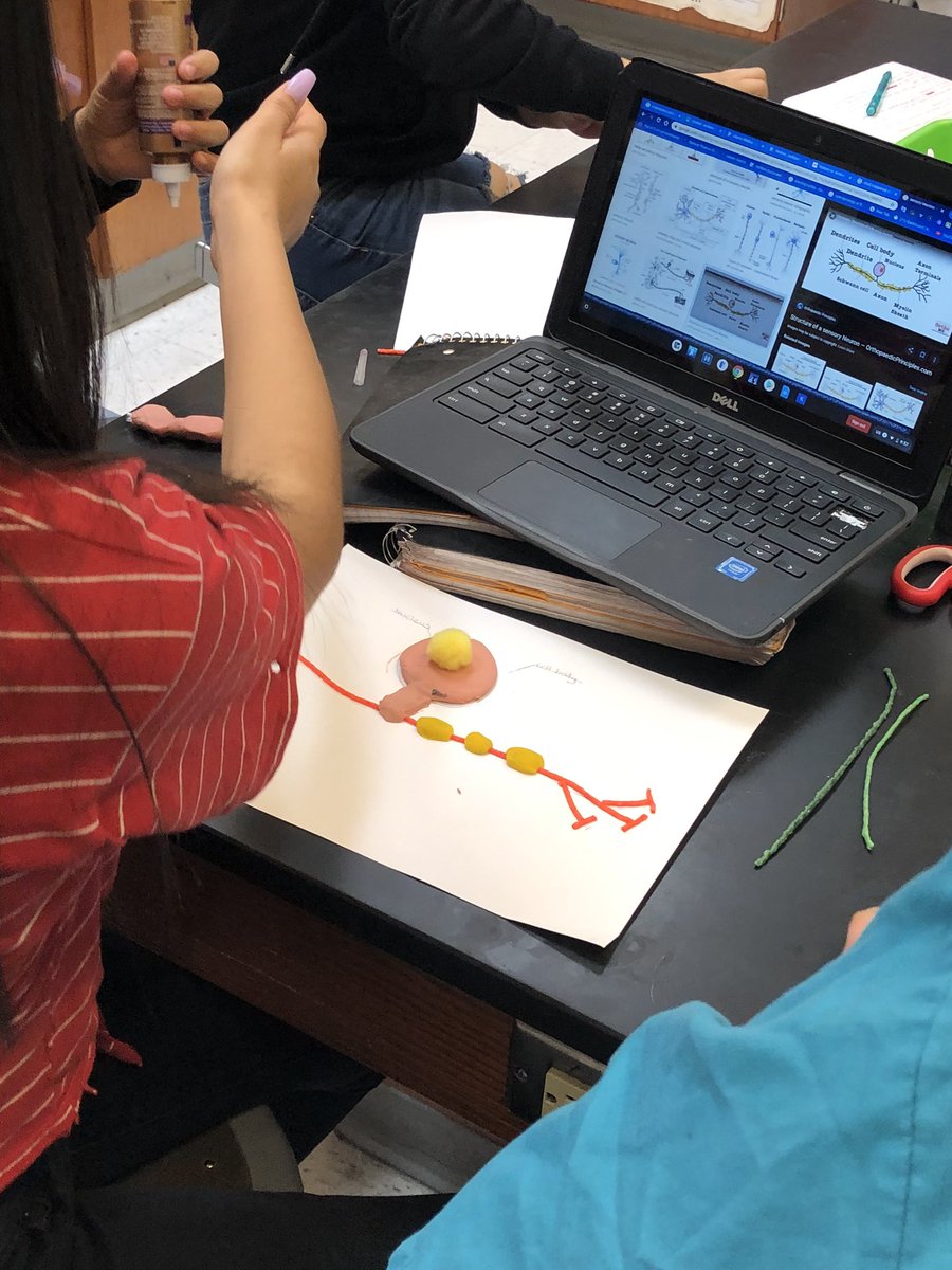 sguruleleyba's tweet photo. Neuron models are complete. Our journey through the nervous system continues next week with a patient case file. Ready to diagnose. #JrBSCEP #careerpathway #CTE #middleschool #STEM #biomedical #PLTWMD @Ortiz_Hornets @SFPSdistrict @PLTWorg @NMPED @nmgovchallenge @actecareertech https://t.co/rELzROzVr7