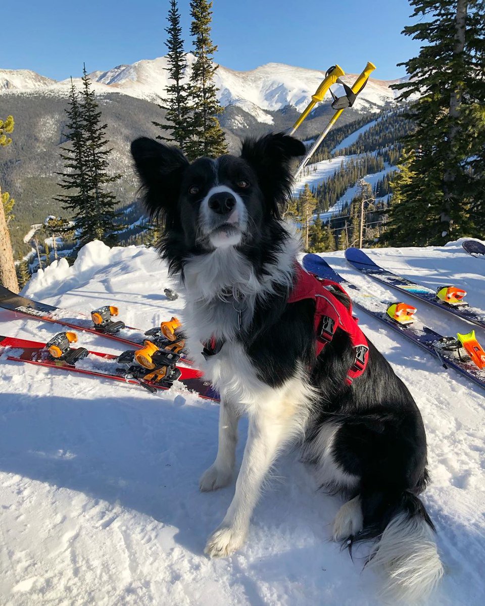 WinterPark's tweet photo. Join us in congratulating Biskit for passing her Colorado Rapid Avalanche Deployment validation test with flying colors today!⛑️🐾
 📸: @wpspdogteam #AvyDogs #WinterParkPups #WinterParkSkiPatrol #WinterParkResort https://t.co/51YQL6DzFc