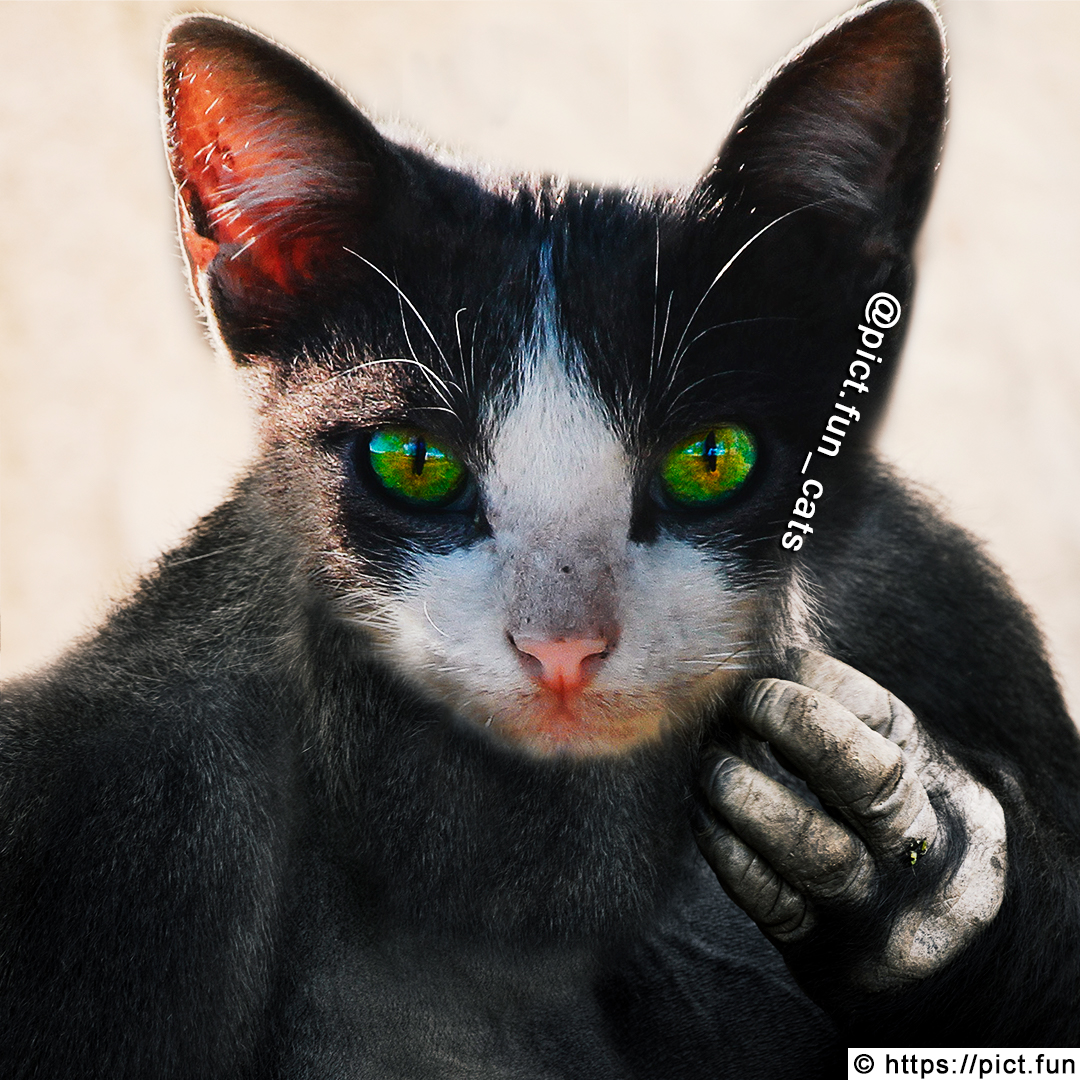 pict_fun's tweet photo. An Ape Cat 🐵

#pict_fun #cats #catstagram #catsofinstagram #meowed #catmemes #purr #cats_of_world #catsoftwitter #catlovers #lovecats #kawaii #cutecats #purrfect #cutecat #pet #meow #petsagram #petsoftwitter #kitty #animals #cute #cuteanimals #ape #cuteape #apecat https://t.co/KrHip2R0Y1
