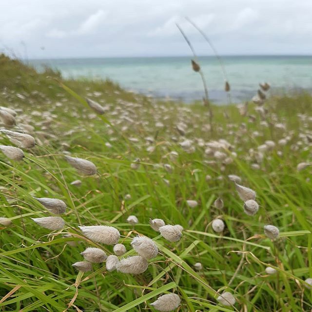 herworldco's tweet photo. Joy on a long weekend.  #indentedhead #bellarinepeninsula #nature #unfilteredphoto #ilovelife https://t.co/J6NBtgXSXY https://t.co/xgWpubvypv