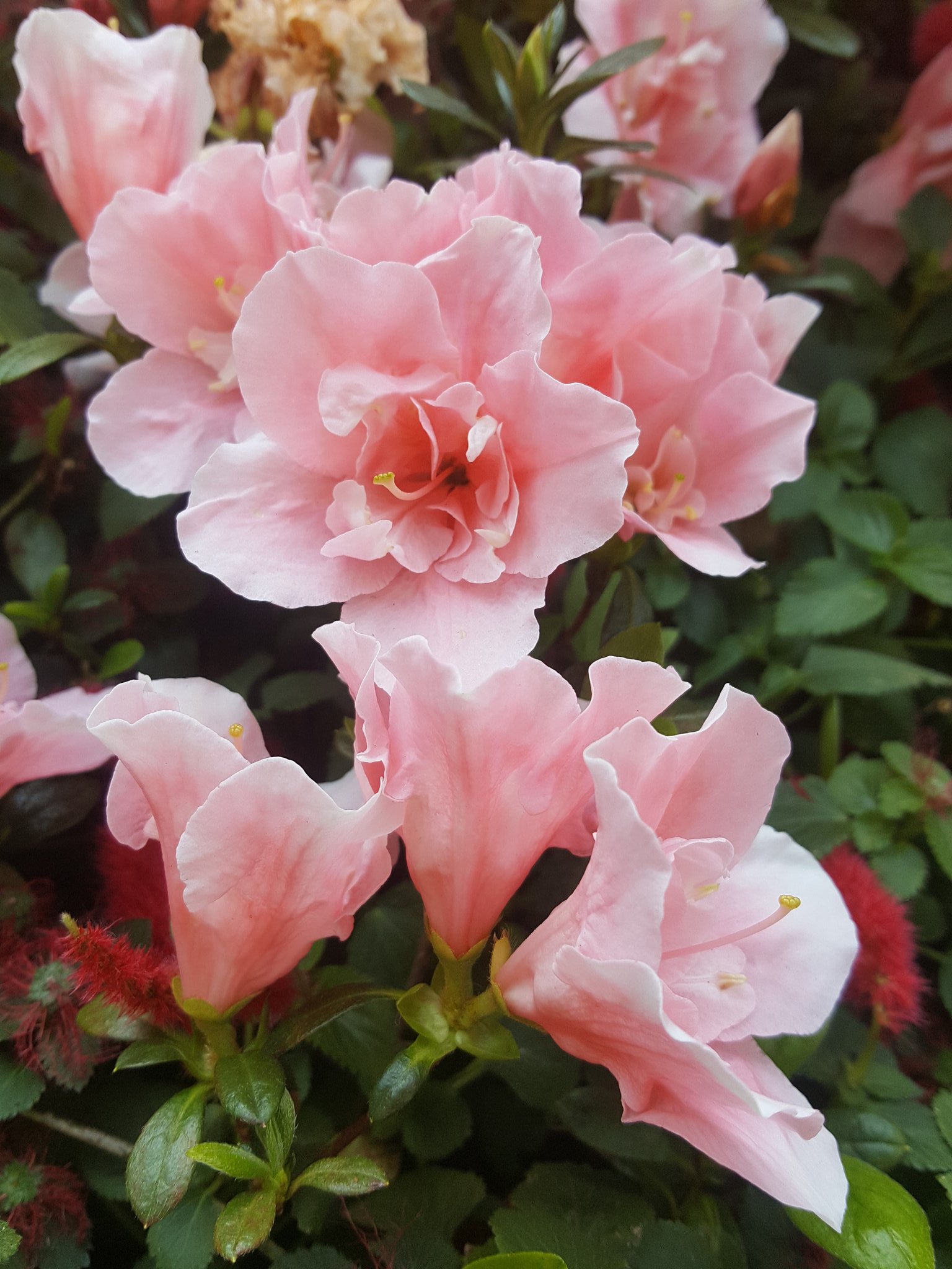 Kwanmeiyi62 07 03 週六午安好 杜鵑花 Rhododendron 花語永遠屬於你愛的喜悅節制 映山紅 滿山紅 山躑躅 紅躑躅 山石榴 花朶 Flowers 花 綺麗