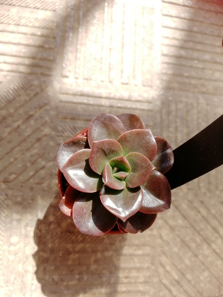 Rei 友達が卒業式後の学校で 息子撮ってくれた 写真はダイソー一寸鉢をお外で ブルーエルフ メラコ 十二の巻