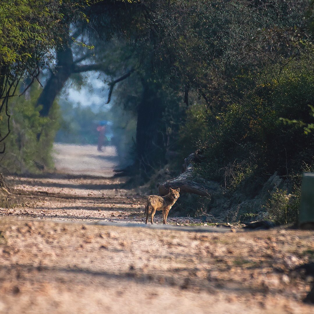 SSudarmani's tweet photo. Golden jackal at its #bharatpur background. 
#goldenjackal #jackal #wolf #animals #animalsofinstagram #animals_captures #wildlifephotography #wildlife #madrasnaturalists #natgeoyourshot #natgeowild #natgeoindia #bbcearth https://t.co/BkOH03M1rh