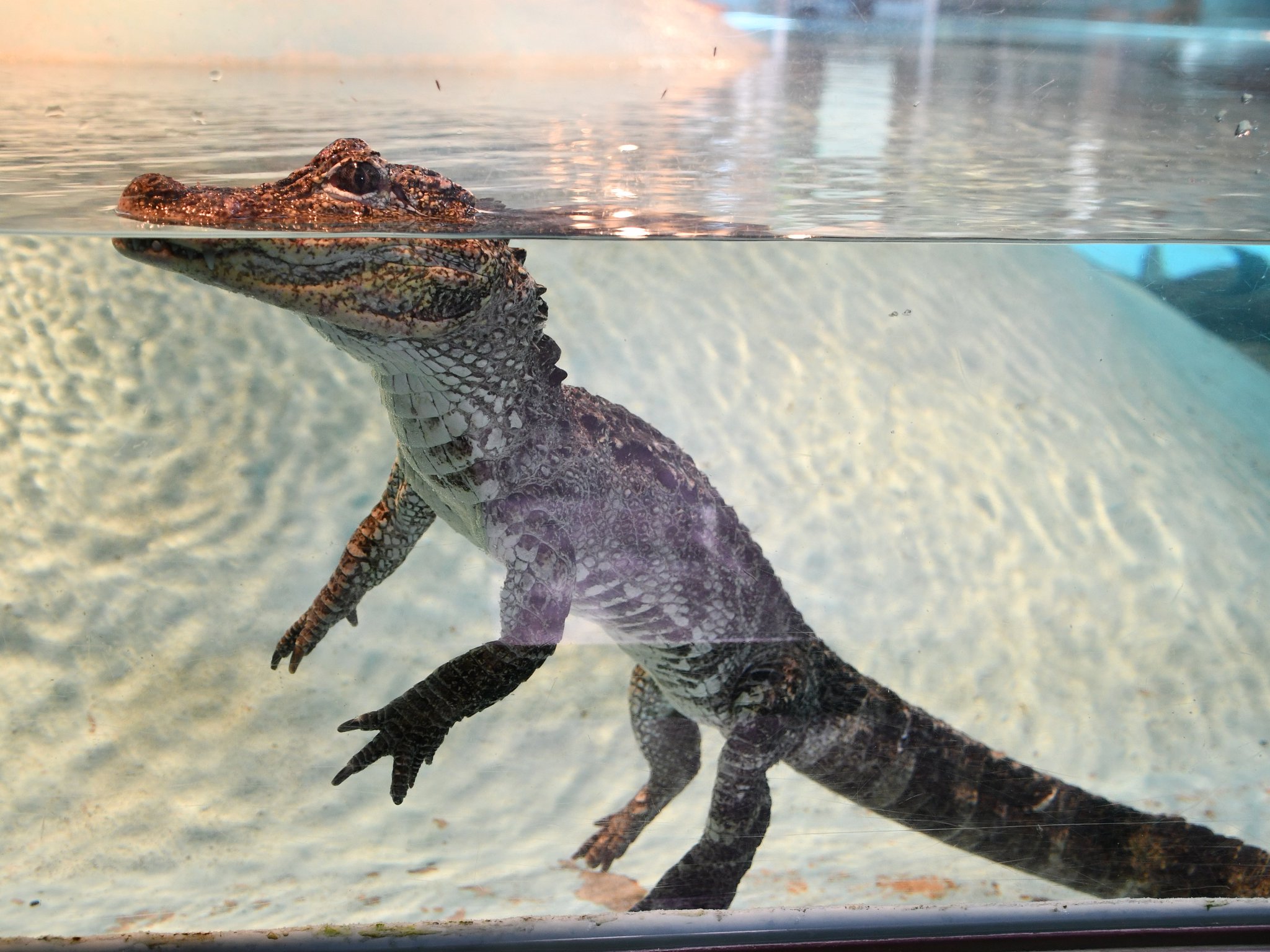 王子動物園 2010&2011年 ダイアリー
