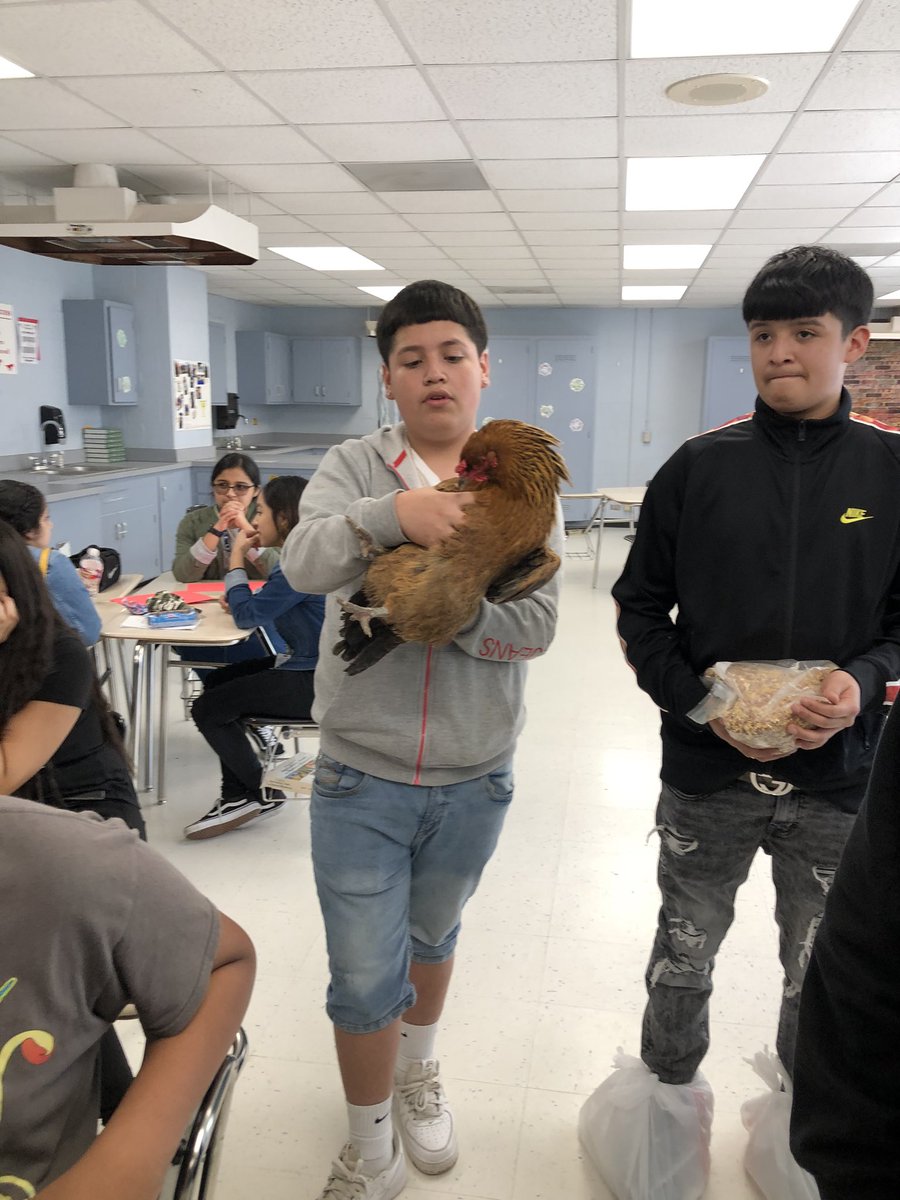 northshoreffa's tweet photo. After a 9 week project with the laying hens, the students at NS9 got to bring them home due to Spring Break! 🐔 https://t.co/mpMqK1vC1T