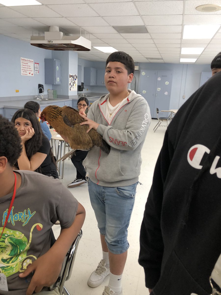 northshoreffa's tweet photo. After a 9 week project with the laying hens, the students at NS9 got to bring them home due to Spring Break! 🐔 https://t.co/mpMqK1vC1T