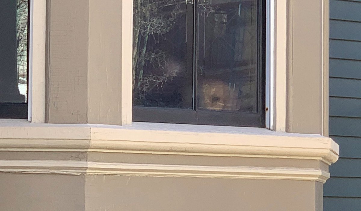 thiseddieortiz's tweet image. Here’s Bailey waiting to talk @ewarren about how if she endorsed @BernieSanders and picked her as his running mate she’d still get to be the White House dog #BernieWarren2020