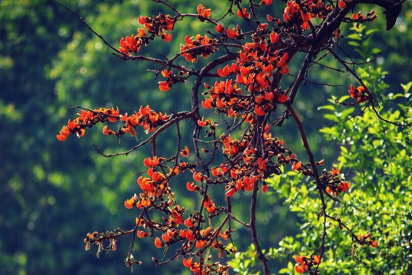 ParveenKaswan's tweet photo. Trees are now full of #Palash flowers, they are blooming bright. Will be crushed &amp; made into natural colours and Gulal by locals. This side people celebrate safe &amp; natural holi. That also without any advertisements and #hastags. https://t.co/ZEav0DxGYe
