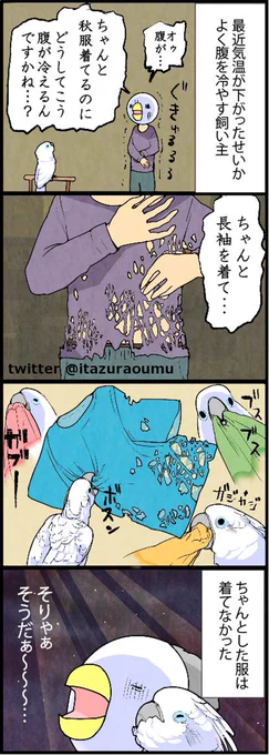 オウムを飼育してから服の通風性が良くなりました 