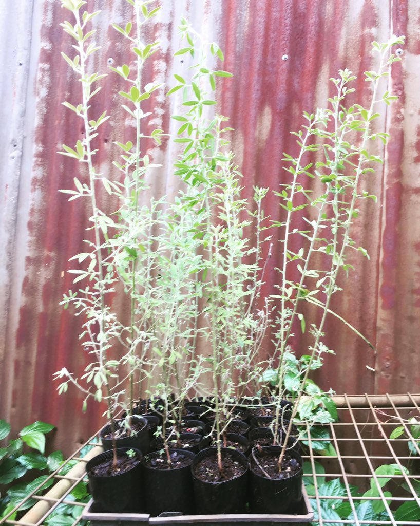 HerbsToUse's tweet photo. Tree Lucerne plants 🌳
1-3 m. Nitrogen, mulch, animal fodder. $7 each 
🌸 SHIPARDS HERB FARM 🌸
Ph: 07 54411101 
Open hours: Mon, Tues, Thurs, Sat 10am-2pm
info@herbs-to-use.com
https://t.co/Ar51yMckCR

#herbs #organic #farm #plants #garden #health #selfsufficiency 
#treelucerne https://t.co/iupDGjKMSR