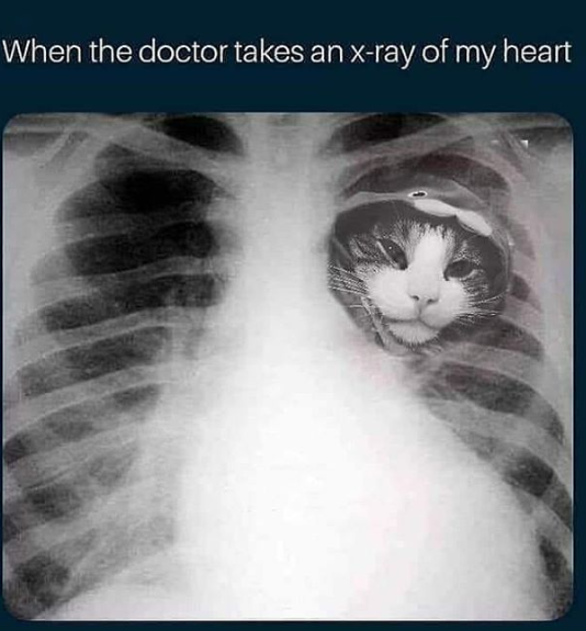 lover_ideas's tweet photo. when the doctor takes an x ray of my heart. The kitty has been locked in😂😂😂😂

#CatsOfTwitter #catsofinstagram 
#cat  #catsoftheday #catstyle #ilovecats  #kittykat #kittylovers #kittylife #kitten #dailykitten #kittenplaycommunity #kittendaily #curiouskitty https://t.co/IXTewM52av