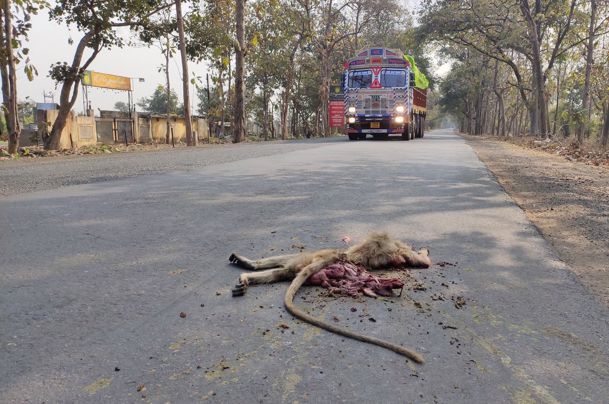 dinesh_khate's tweet photo. Langur try to cross the road,and hit by vehicle on NH-930, Chandrapur-mul road, corridor of #Tadobaandhari tiger reserve -#indrawati tiger reserve-#kawal tiger reserve
@conscorridor @MahaForest @roadecology @RoadkillsIndia @IndianRoadKill @TOI_Nagpur https://t.co/LoT5RQp8Bw