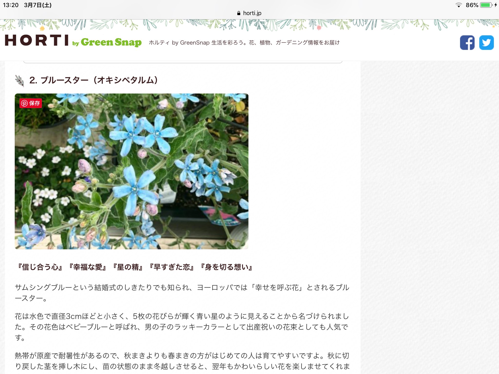 ট ইট র 咲良ちゃん ブルースターかな 花言葉で星の精ってあったからね