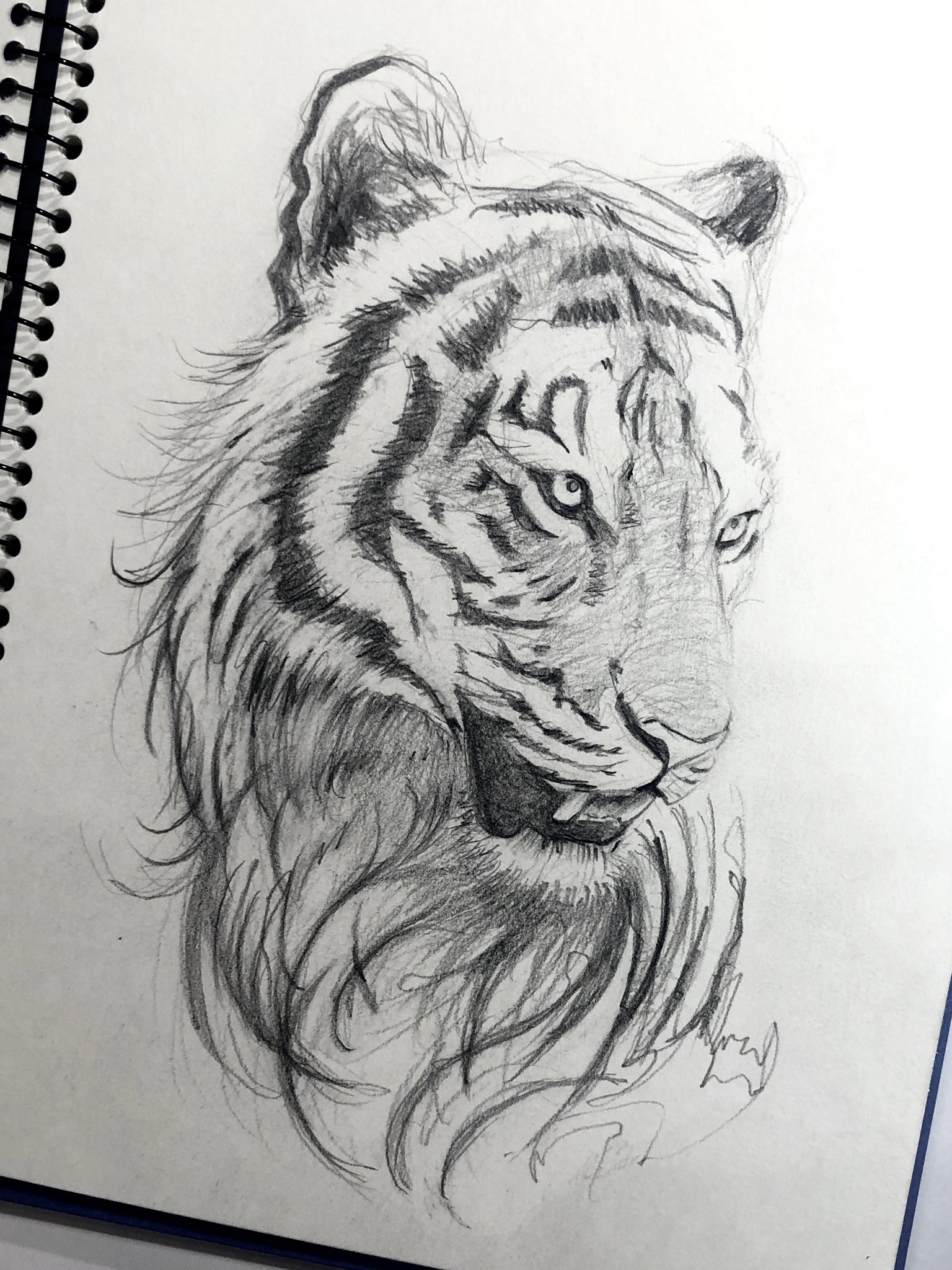 虎の鉛筆画 石周斎 в X: „色鉛筆で虎を描いておりますます。 猛虎ではなく