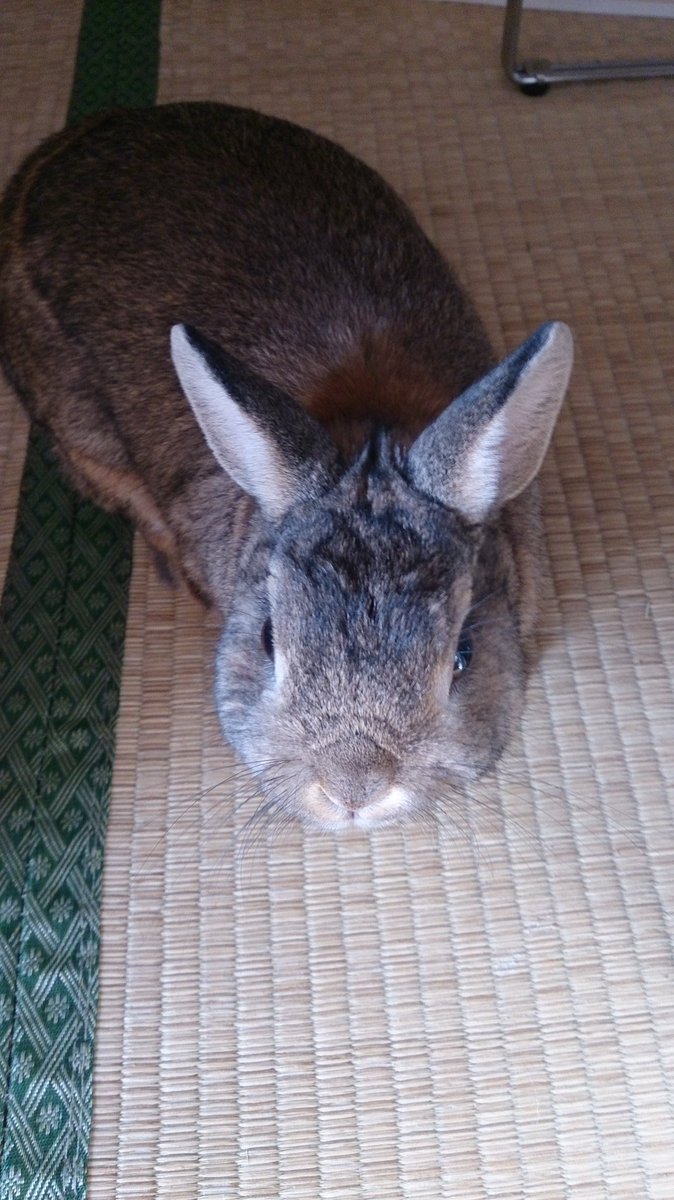 国内最安値 オリジナルのうさぎ 15 72時間限定タイムセール