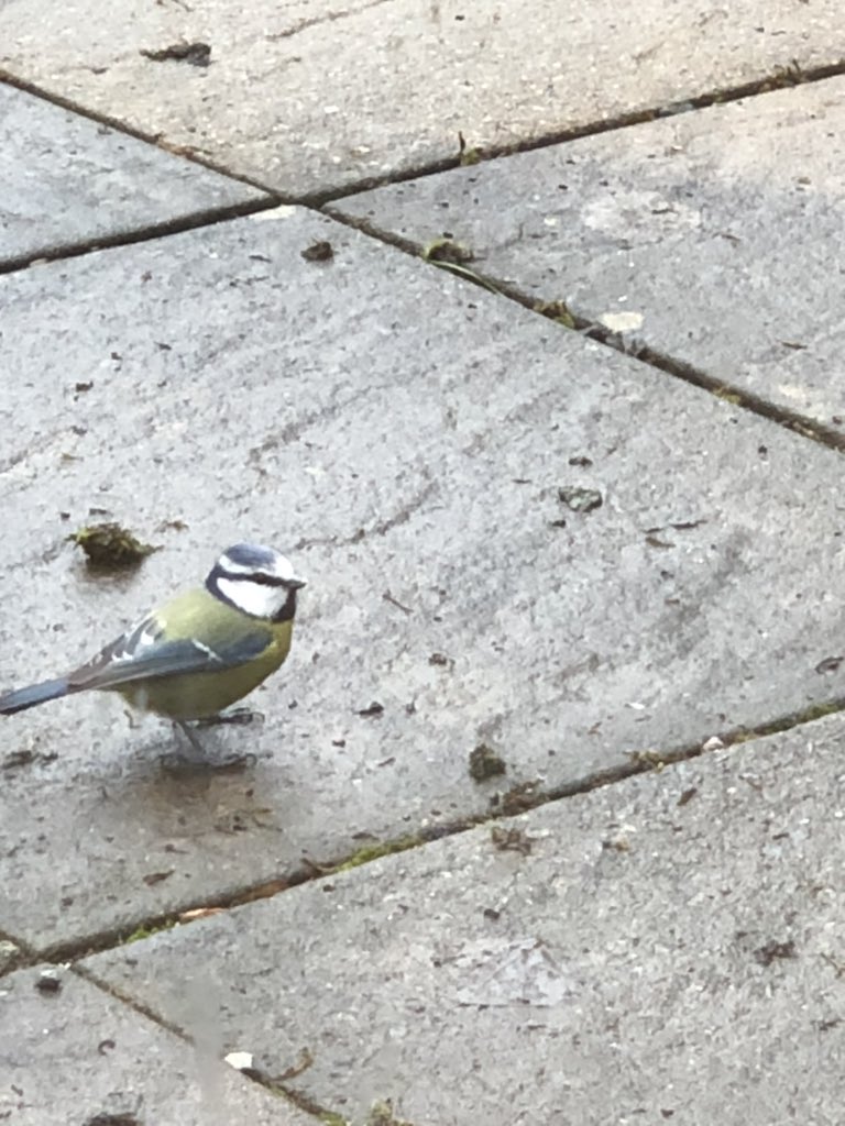 Fege76's tweet photo. @blodwyn50 haven’t a clue what birdy this is but he seemed happy to be up close to our lodge. https://t.co/oAAqEuZgfr