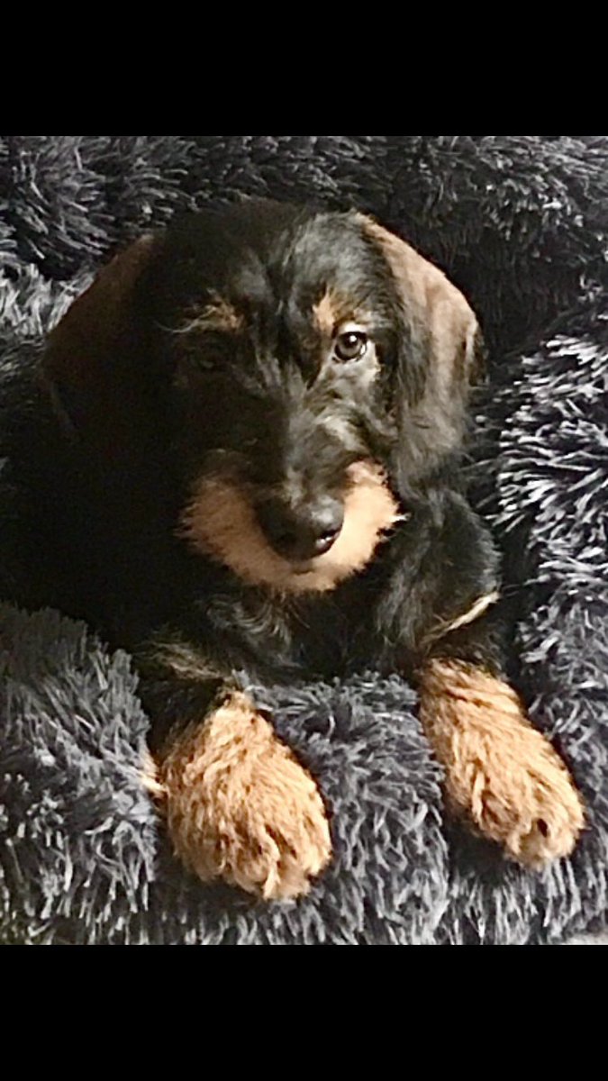 DarrelrRobinson's tweet photo. Godfrey getting very cosy #Crufts #crufts2020 https://t.co/VJJTxYfhMA