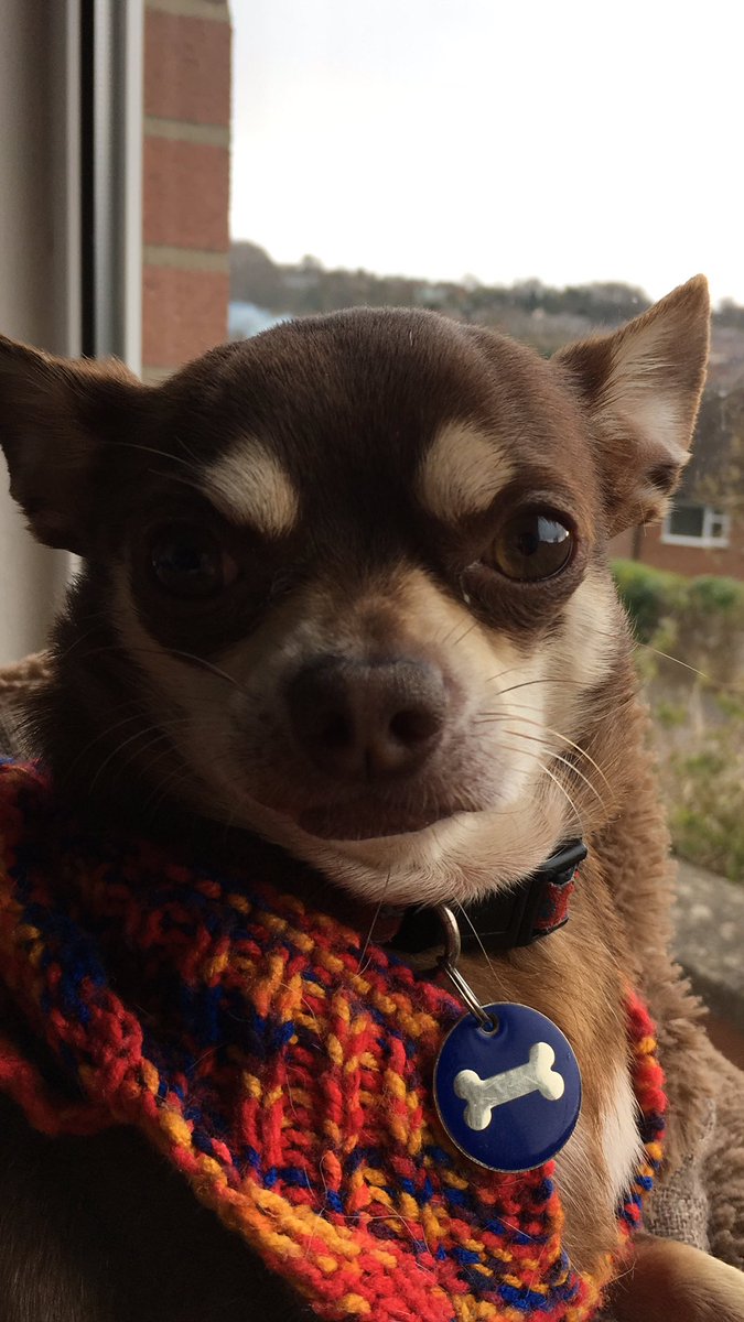 AndChums's tweet photo. @MomGuppy Gosh I’m 4 today and my Mam never said you could have an extravaganza! https://t.co/7NZ23cCwON
