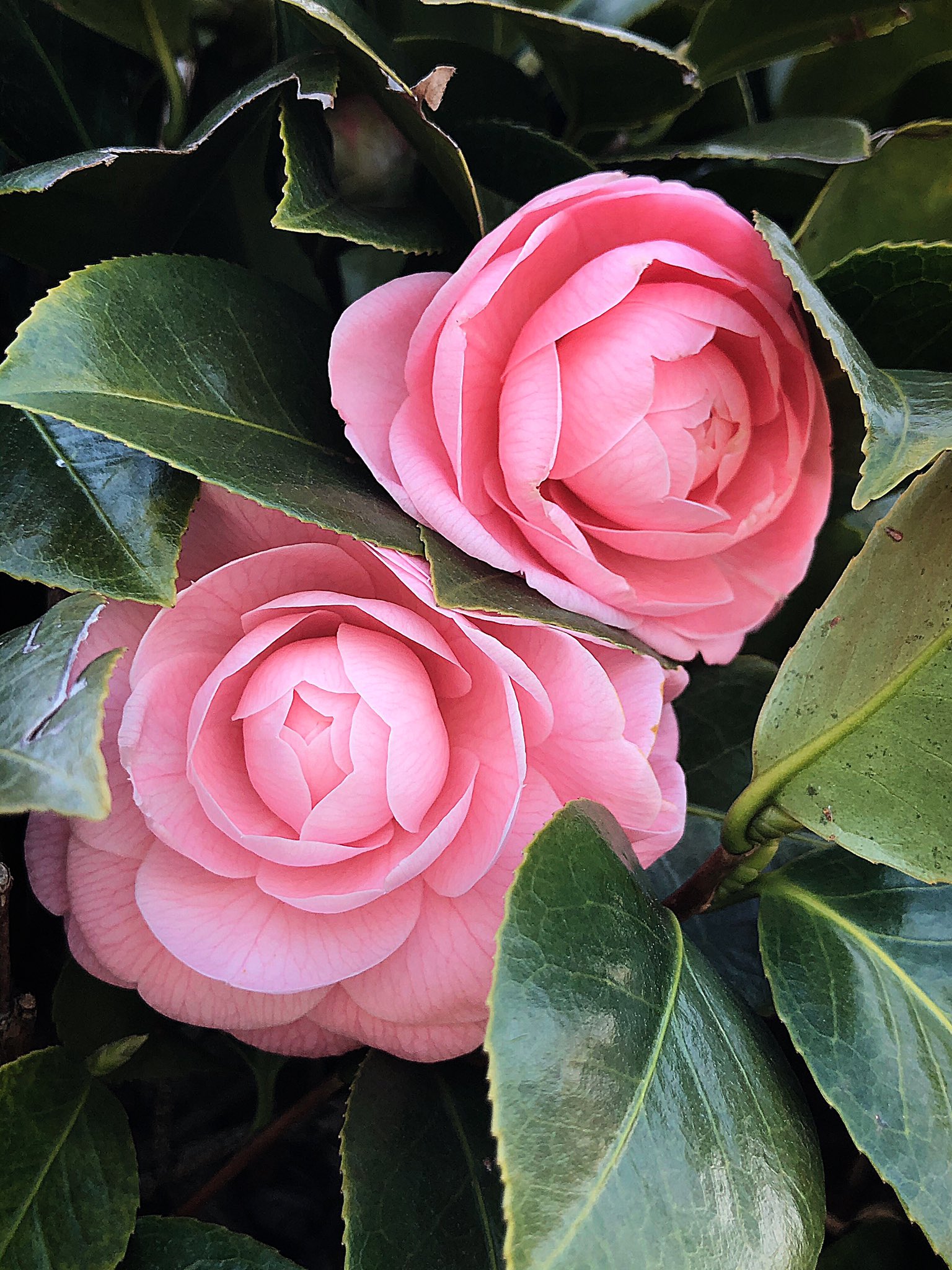 Take写真垢 椿の季節ですね 乙女椿の花言葉 控えめな美 控えめな愛 乙女椿 薄乙女 椿 ツバキ 花好きな人と繋がりたい スマホ写真 ふぉと 写真好きな人と繋がりたい T Co Lu1ls6l1sw Twitter