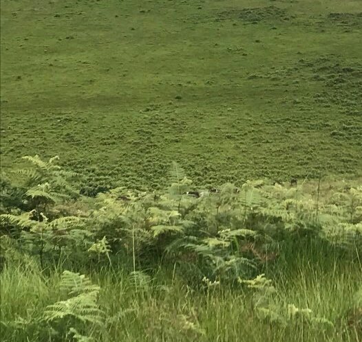 CGAExecutiveDir's tweet photo. Green makes you feel fresh and gives hope of a future. Keeping our environment clean and green in a mandate from the creator. Wangare Maathai once said, "Nature is very unforgiving." https://t.co/Ckzm3v3KvP