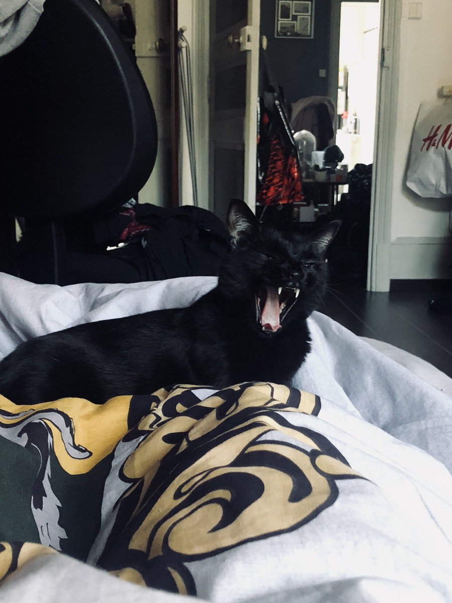 KPaillette's tweet photo. Morning mood : 😴 https://t.co/gtge8lc5nS